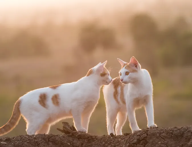 two cats staring into each others eyes two cats staring into each others eyes
