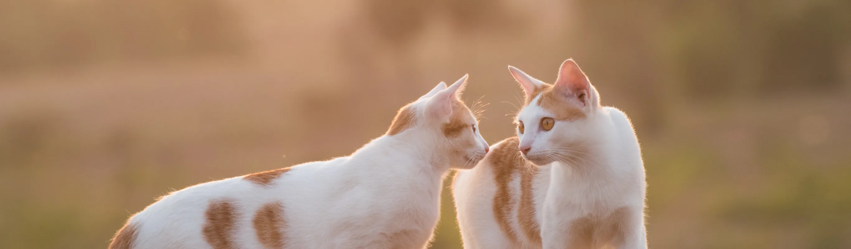 two cats staring into each others eyes two cats staring into each others eyes