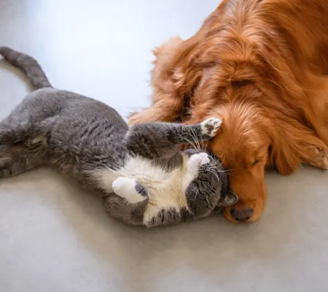 Dog and Cat Laying Dog and Cat Laying