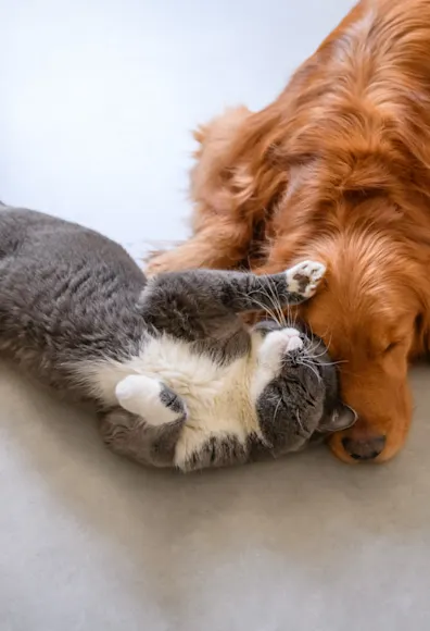 Dog and Cat Laying Dog and Cat Laying