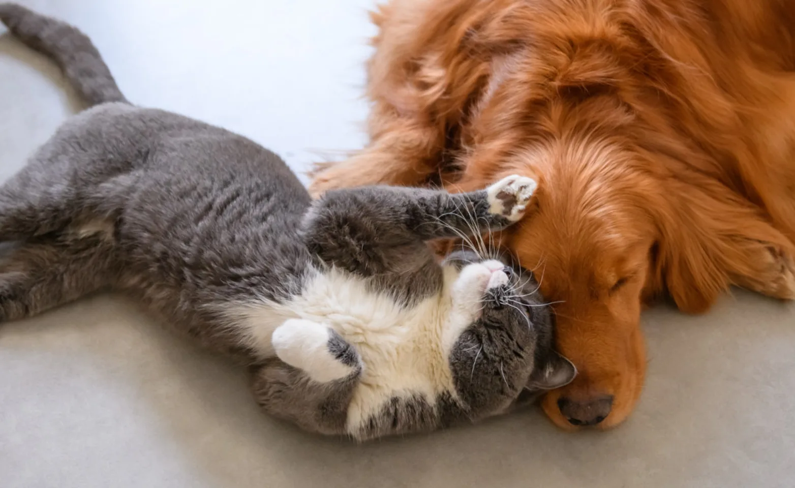 Dog and Cat Laying Dog and Cat Laying