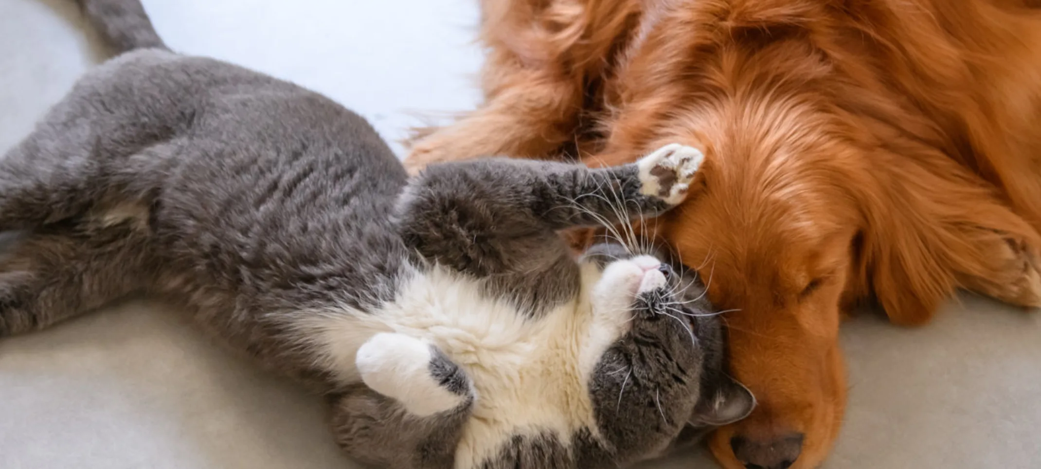 Dog and Cat Laying