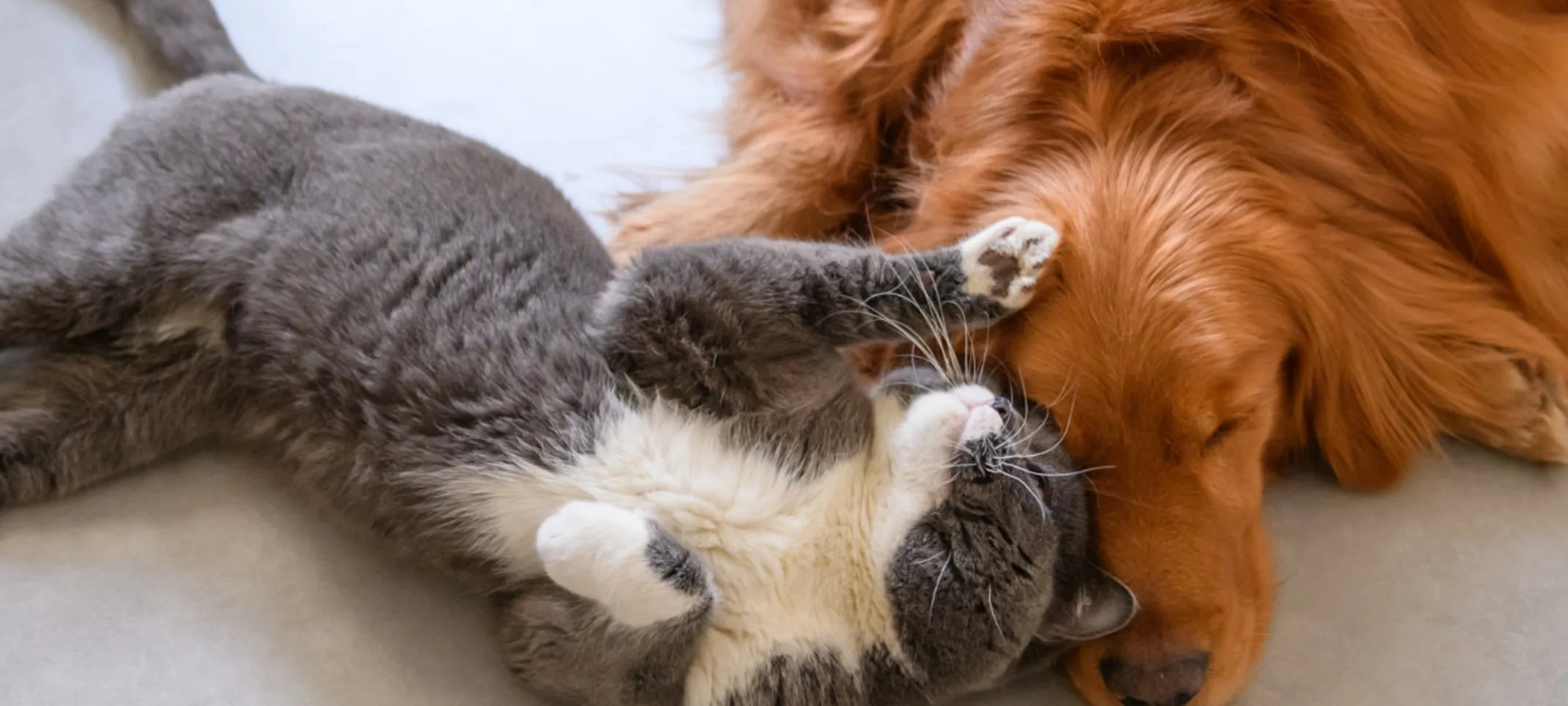 Dog and Cat Laying Dog and Cat Laying