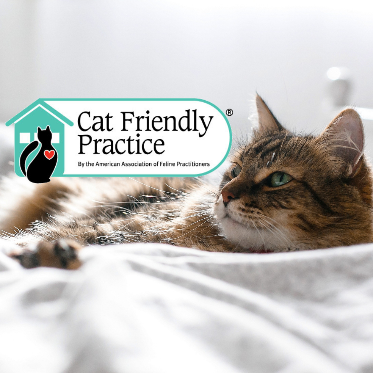 grey cat lying on floor next to cat tree