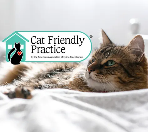 grey cat lying on floor next to cat tree grey cat lying on floor next to cat tree