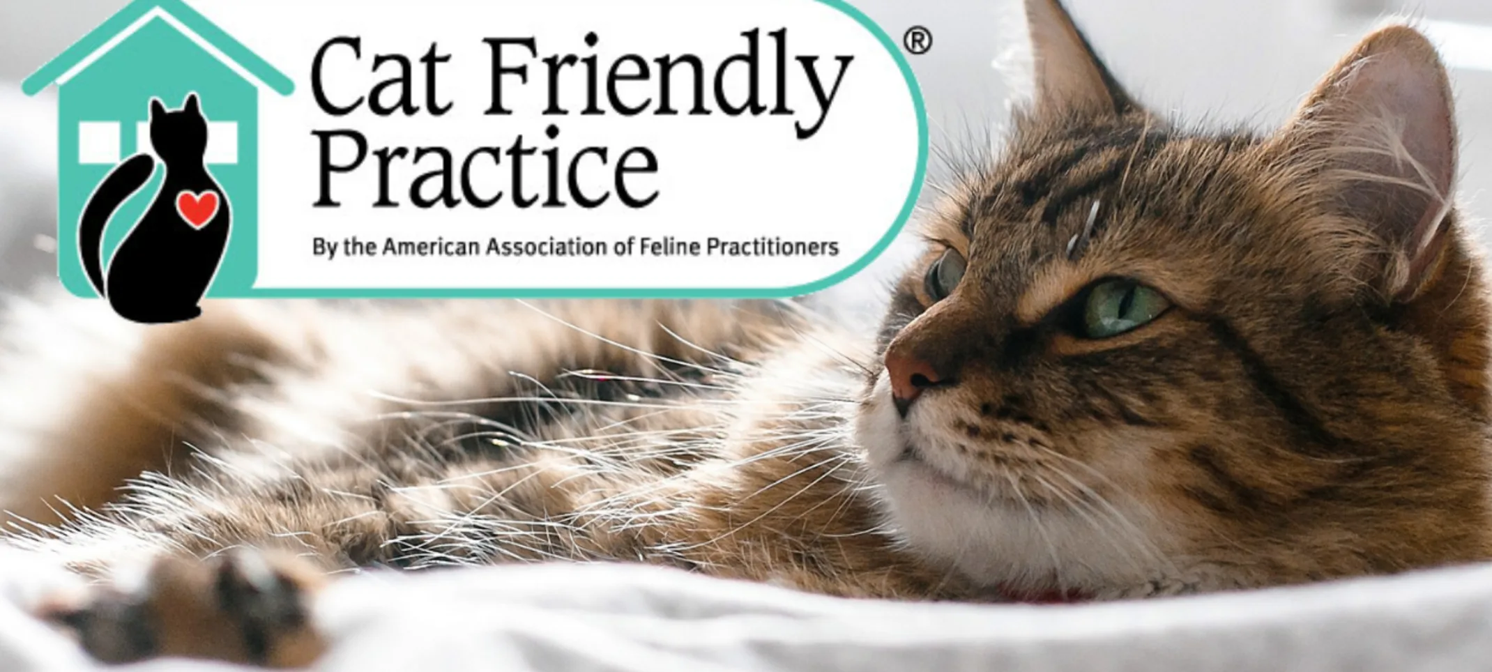 grey cat lying on floor next to cat tree grey cat lying on floor next to cat tree