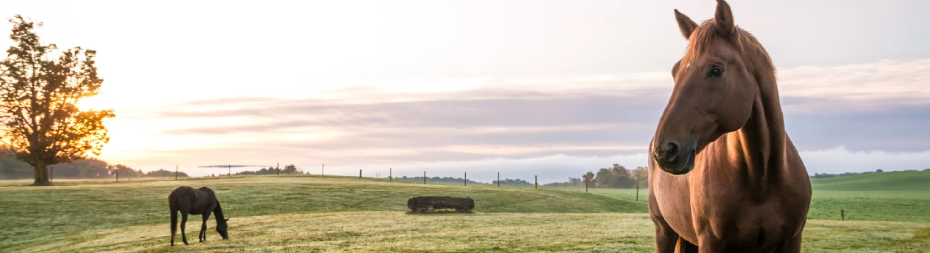 Horses grazing in grass field during evening