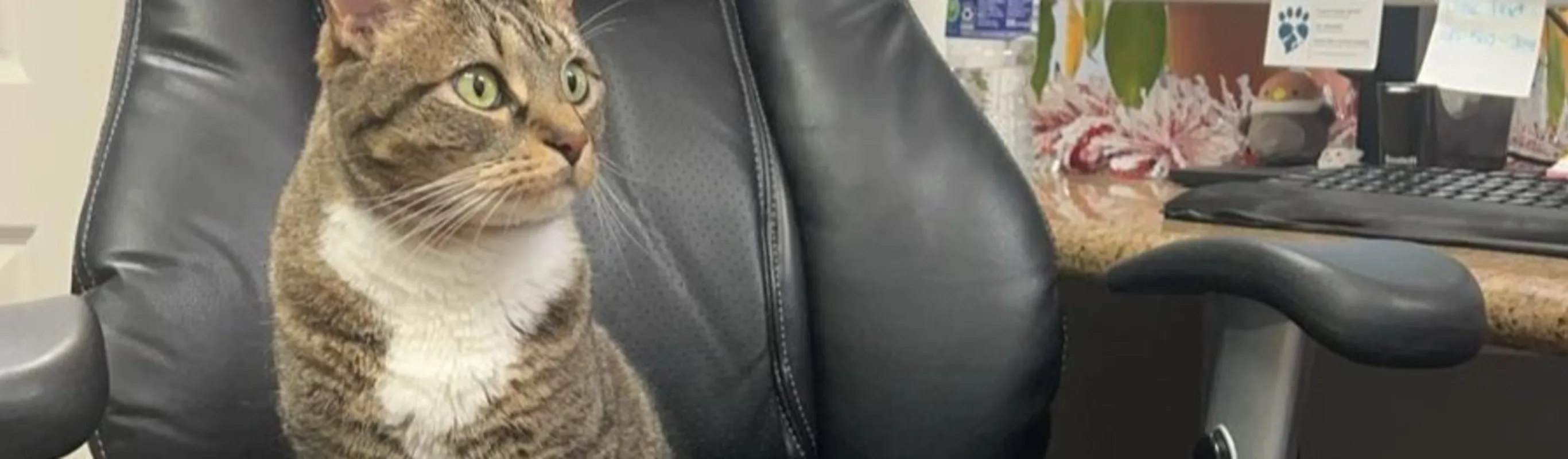 cat sitting in office chair