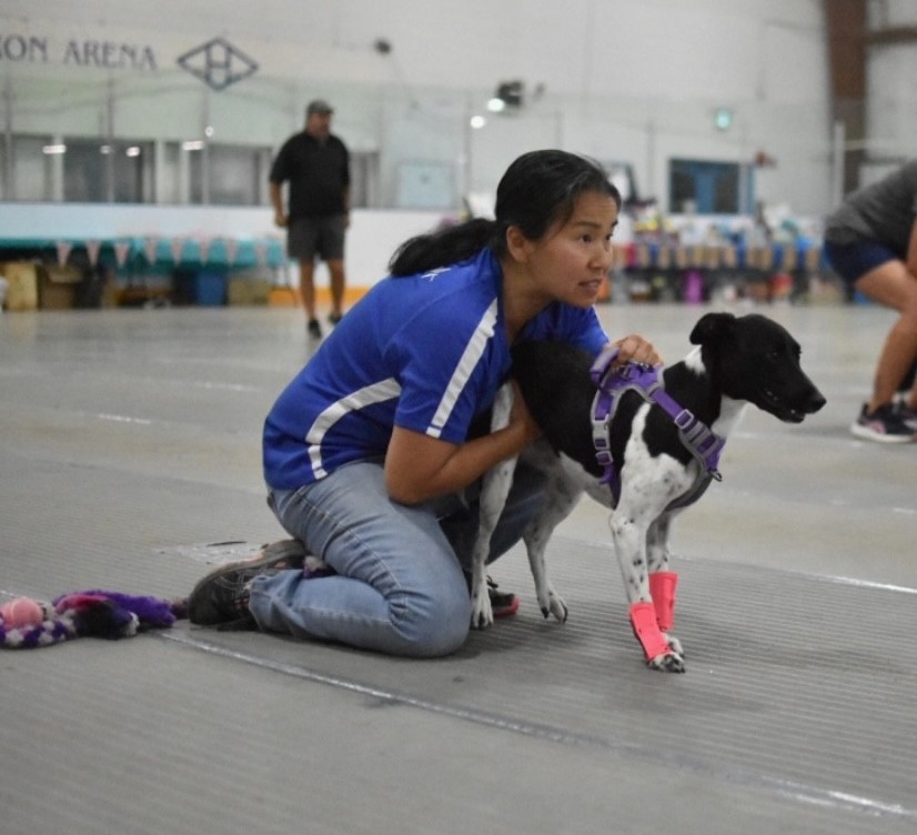 Tam harness training with dog