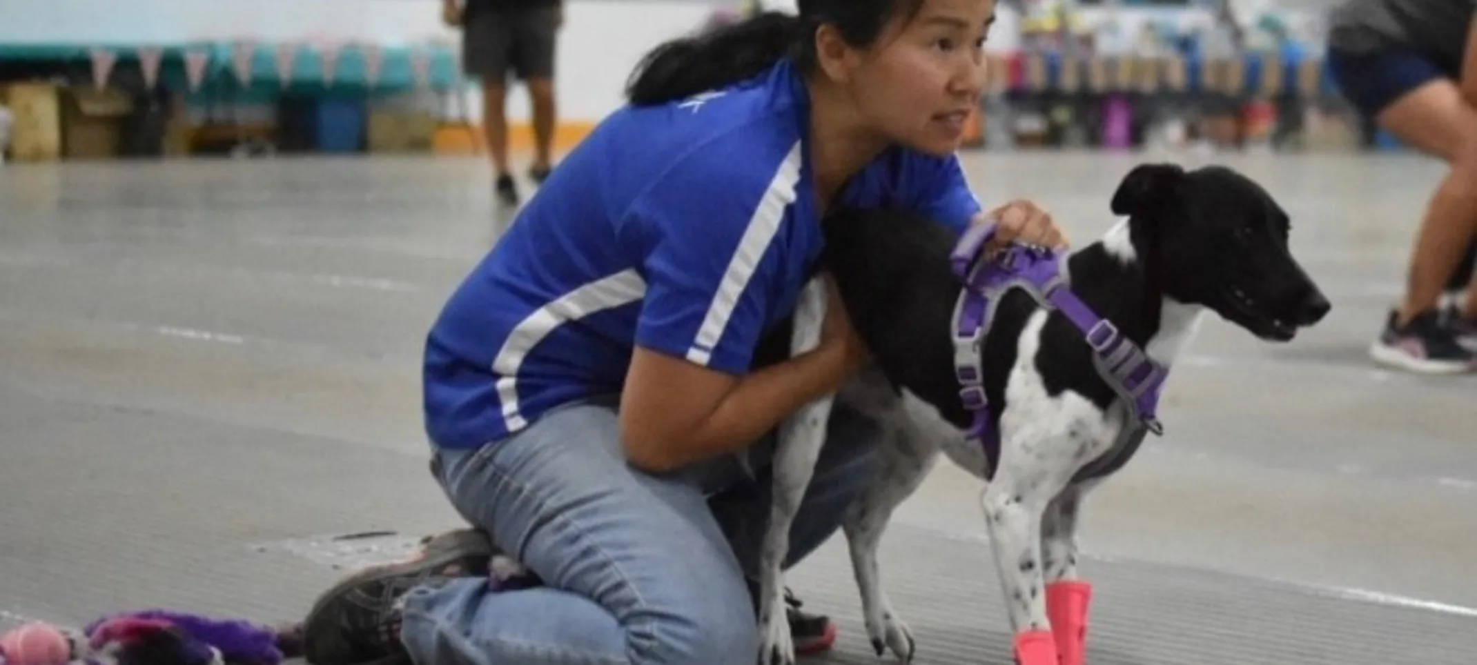 Tam harness training with dog Tam harness training with dog
