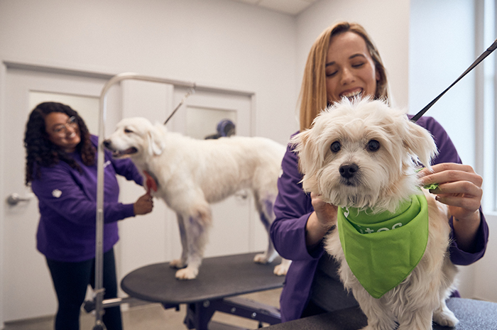 A white puppy and white large dog are groomed by PetSuites Dog Groomers. 