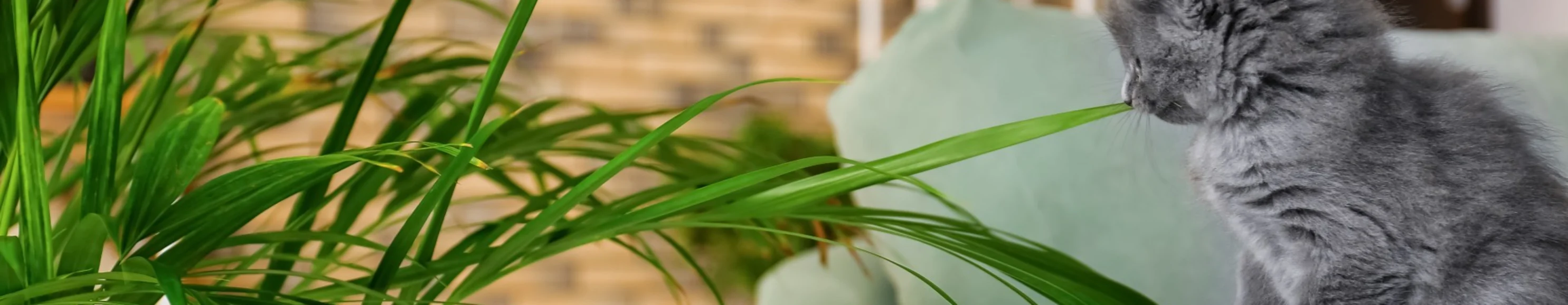 cat and a plant at home cat and a plant at home