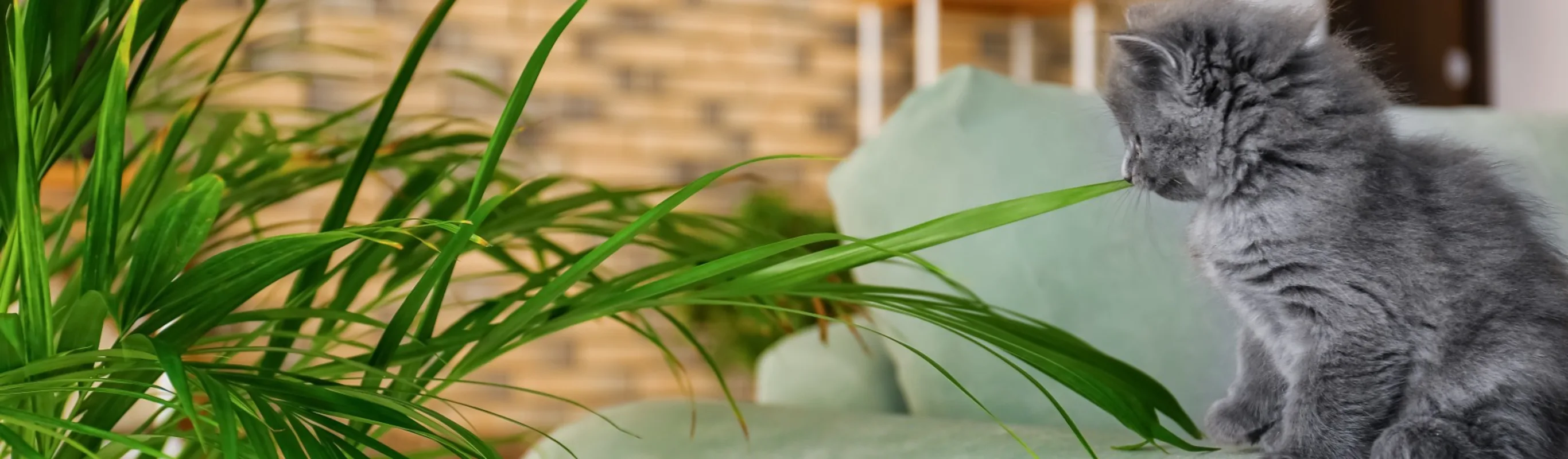 cat and a plant at home