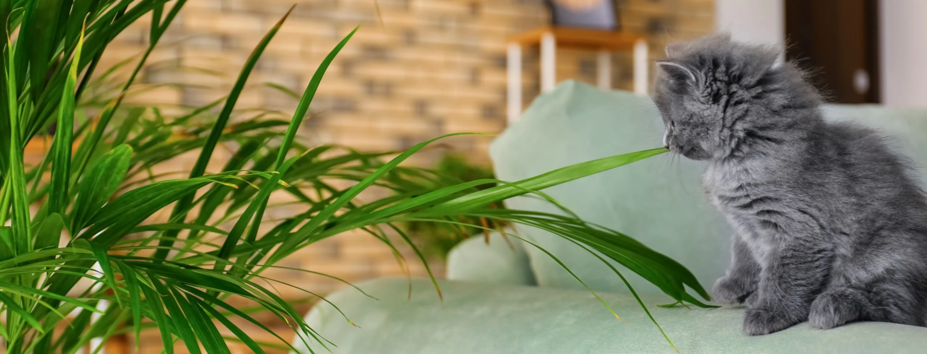 cat and a plant at home