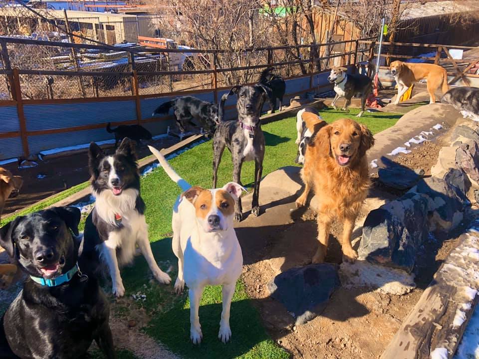 Dogs playing outside