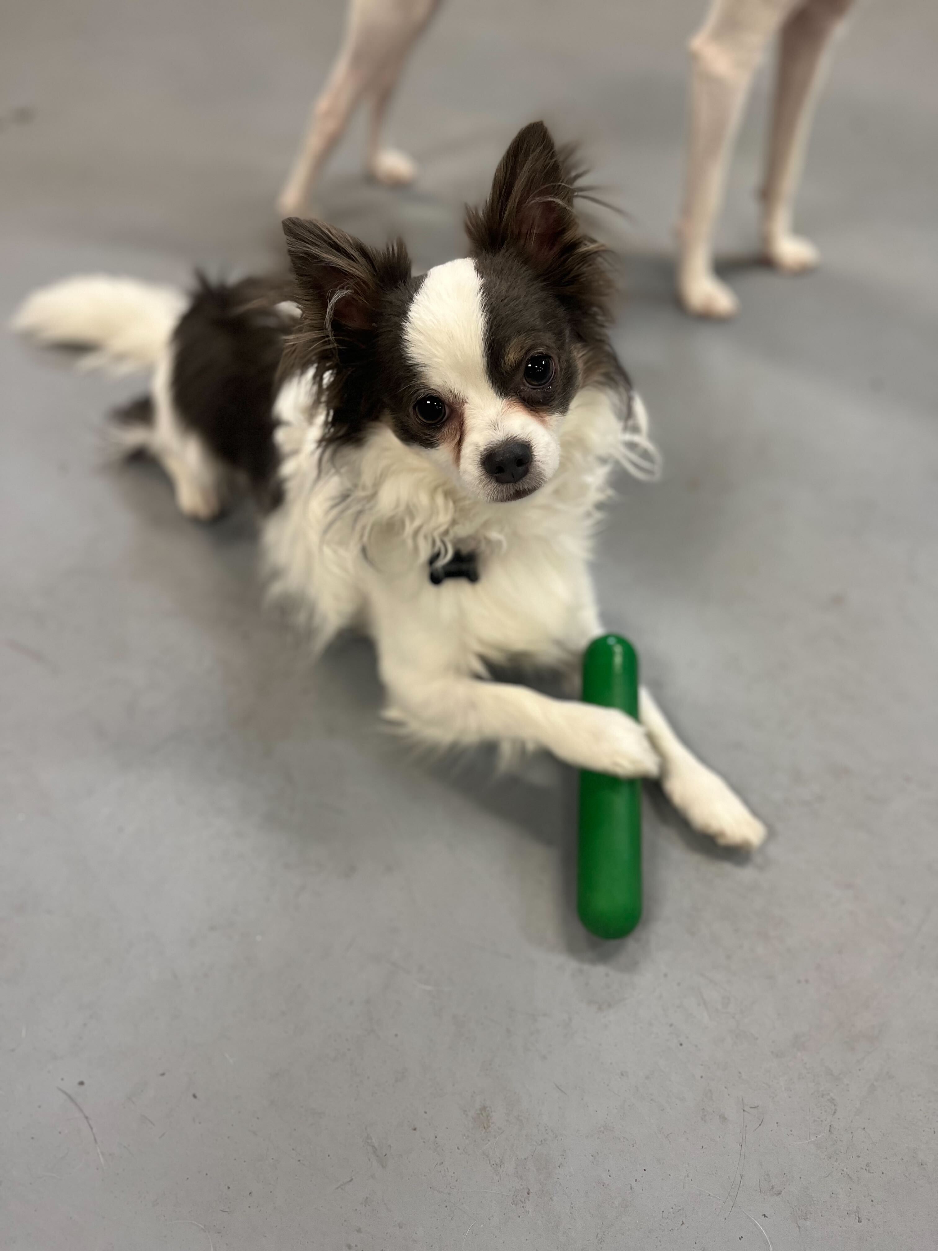 A small fluffy dog with a green toy