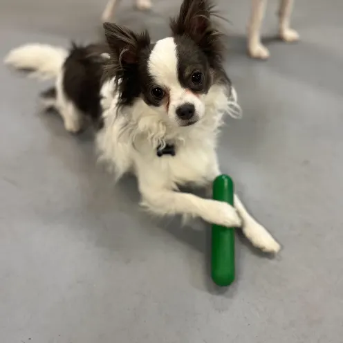 A small fluffy dog with a green toy