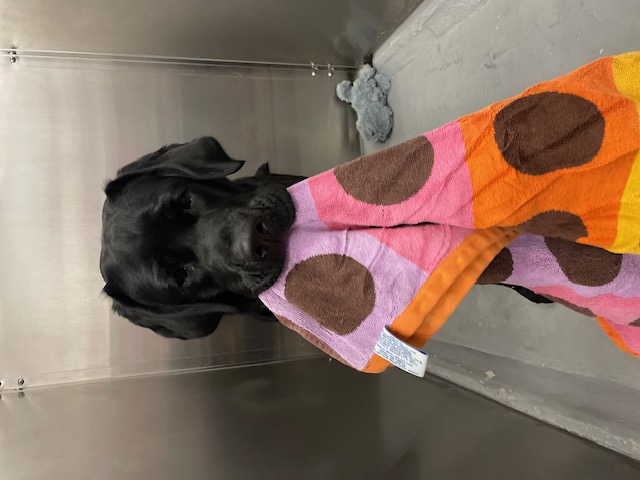 Our Patient (Dog) with His Blanket