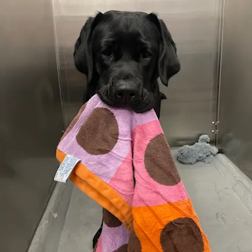 Our Patient (Dog) with His Blanket Our Patient (Dog) with His Blanket