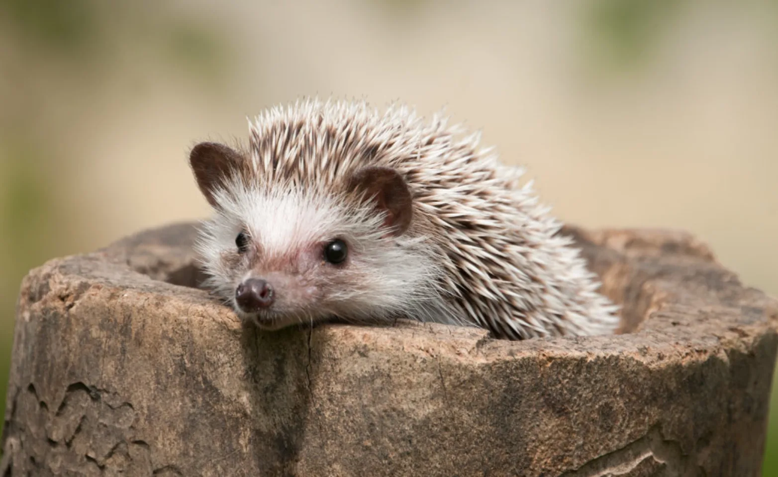 Hedgehog in Tree Stump Hedgehog in Tree Stump