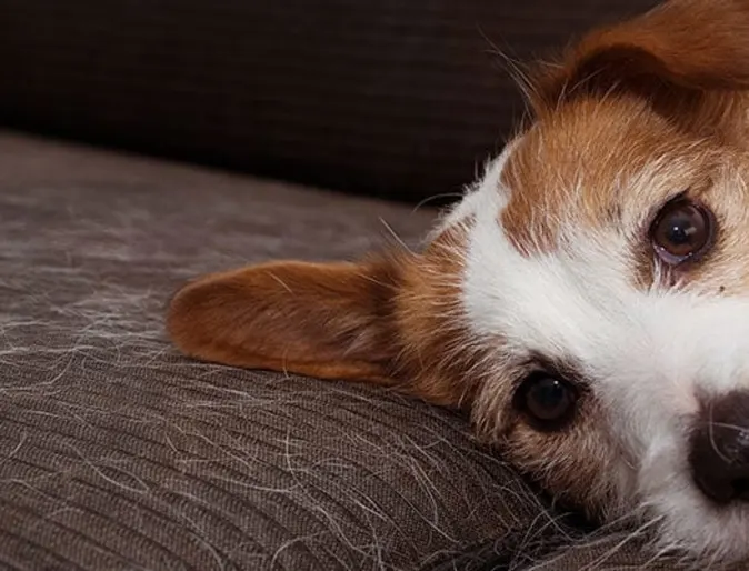 A dog lying down on a couch with hair around A dog lying down on a couch with hair around