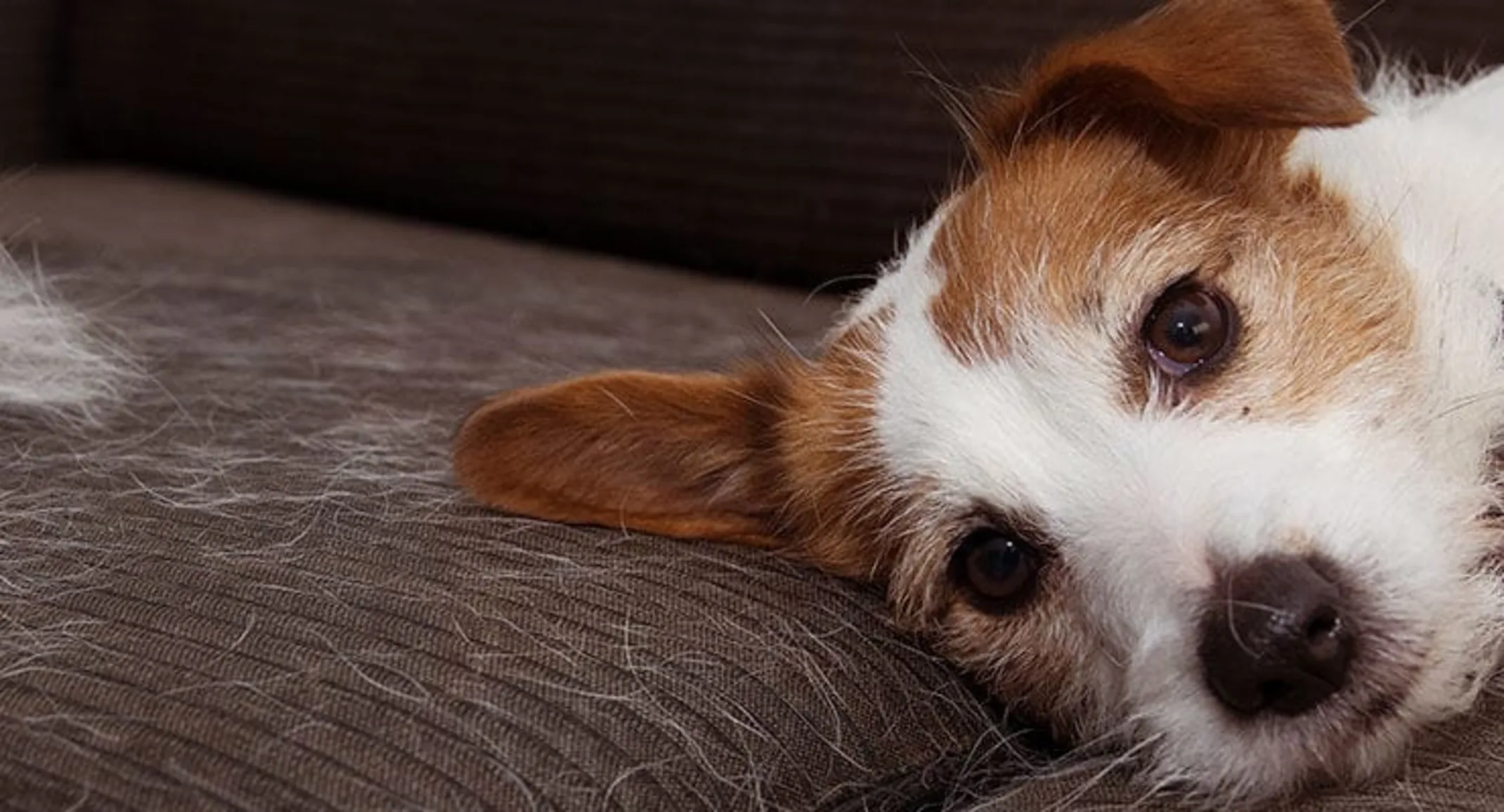 how long does dog shedding last