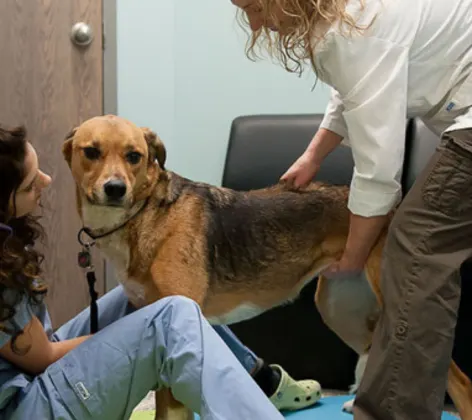 Two staff members performing spinal therapy on a dog Two staff members performing spinal therapy on a dog