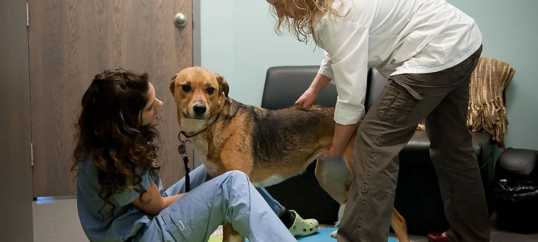 Two staff members performing spinal therapy on a dog Two staff members performing spinal therapy on a dog