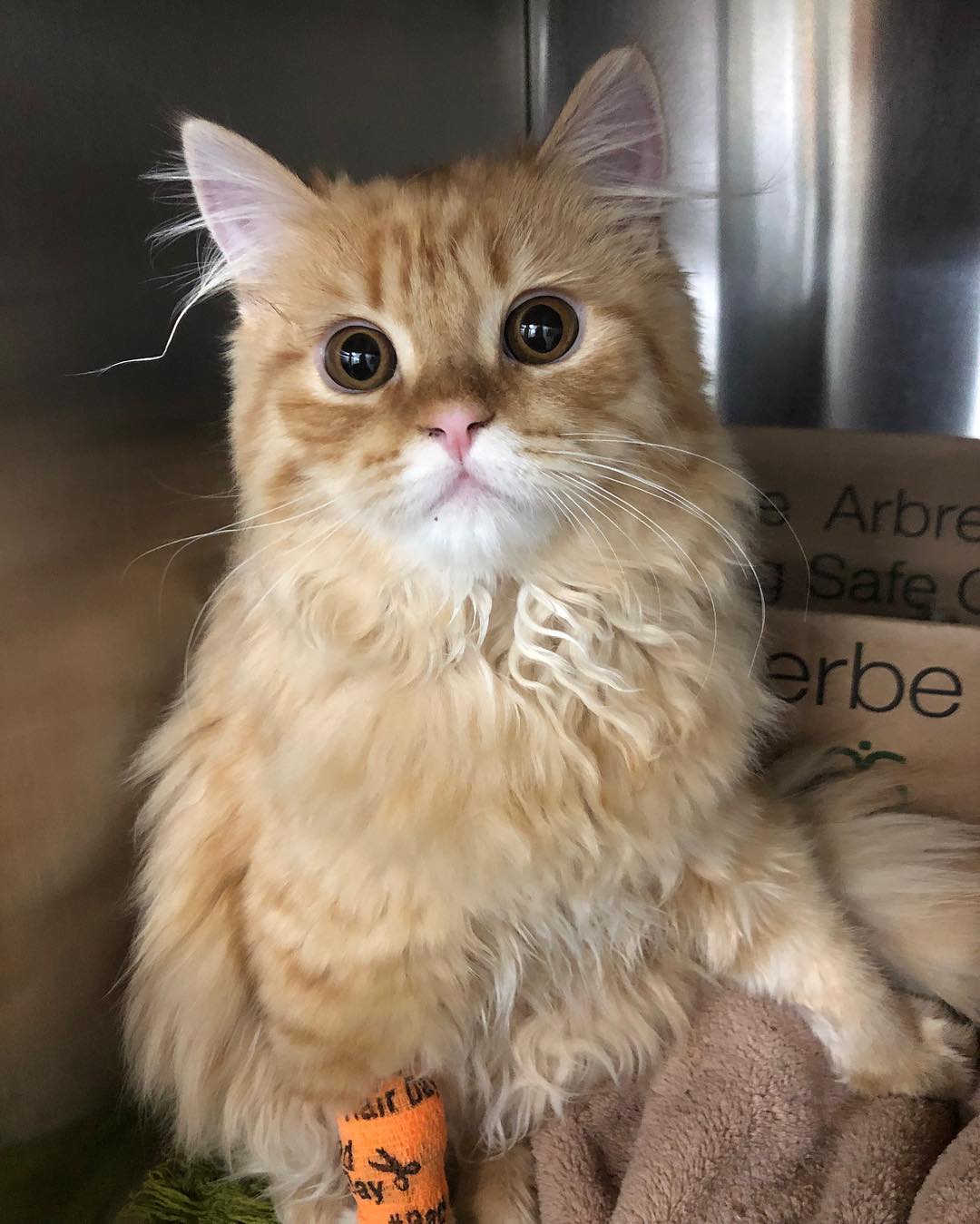 Orange Cat at Mississauga Animal Hospital