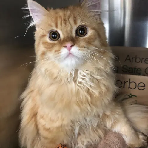 Orange Cat at Mississauga Animal Hospital