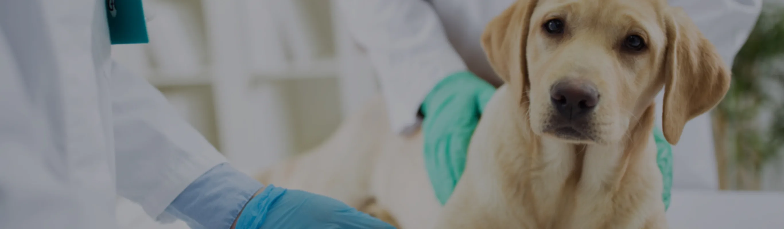 Yellow puppy receiving care from two staff members wearing blue and green gloves Yellow puppy receiving care from two staff members wearing blue and green gloves
