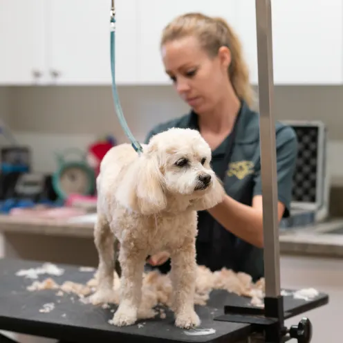 The Lodge at New Tampa Grooming