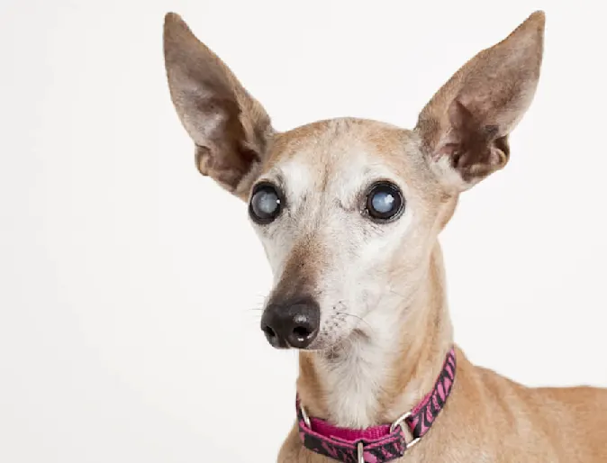 Dog with cataracts Dog with cataracts