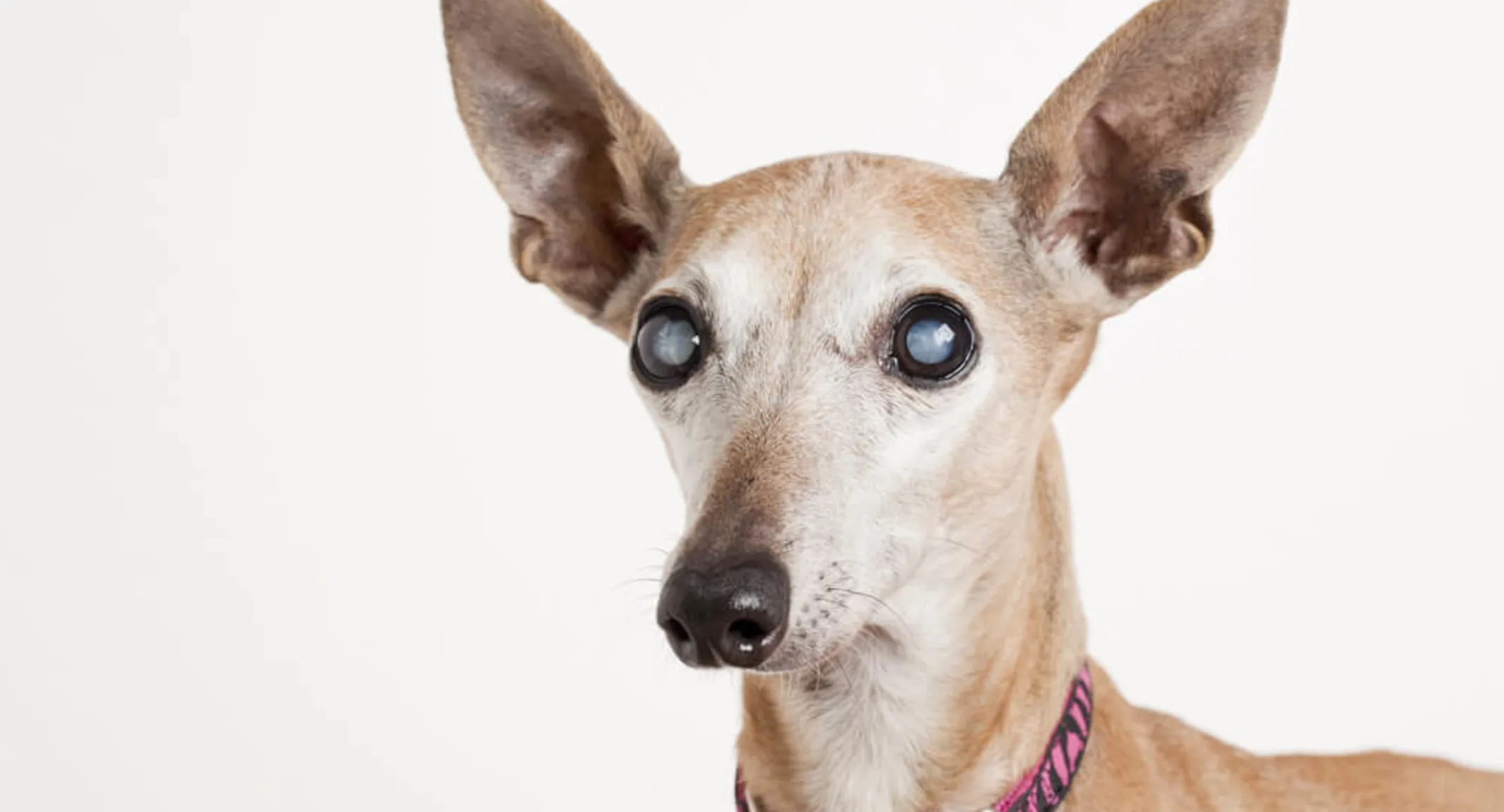 Dog with cataracts Dog with cataracts