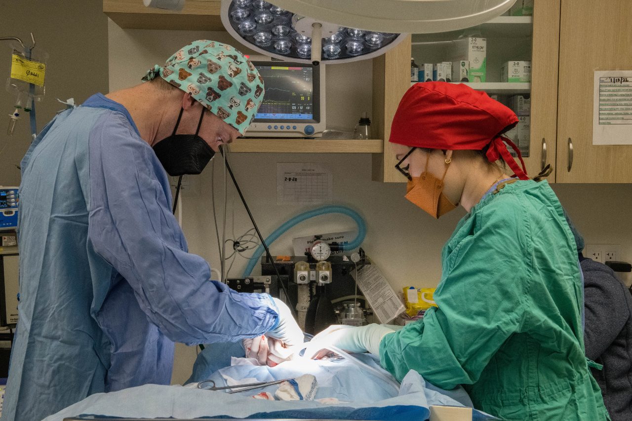 Veterinarians performing surgery