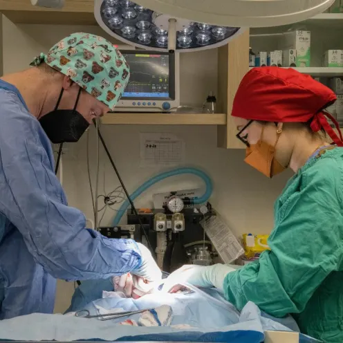 Veterinarians performing surgery