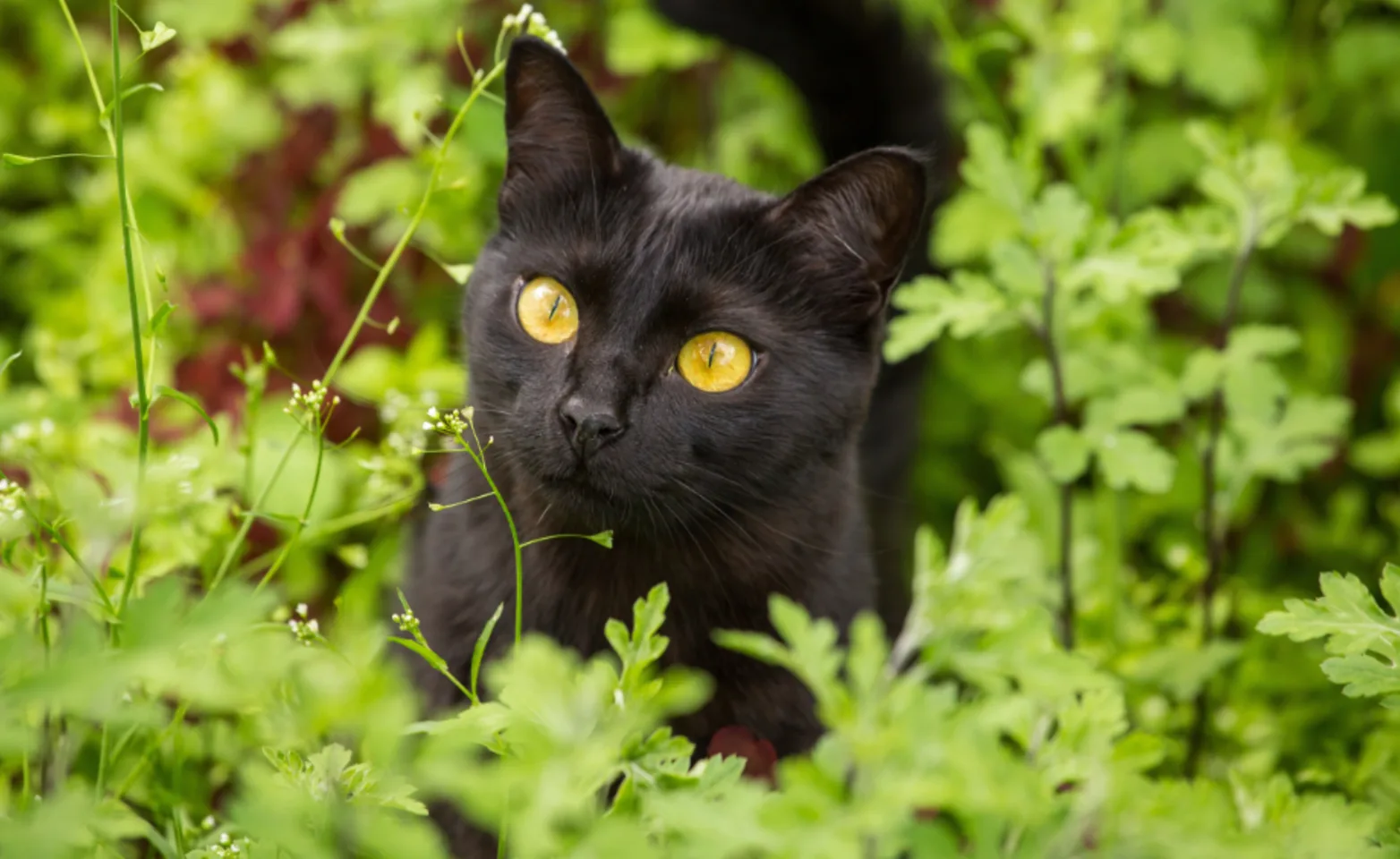 Black Cat In Grass Looking at Camera