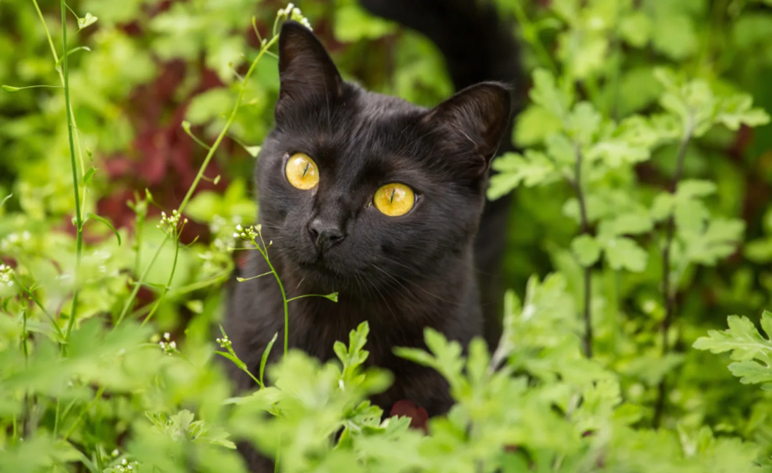 Black Cat In Grass Looking at Camera Black Cat In Grass Looking at Camera