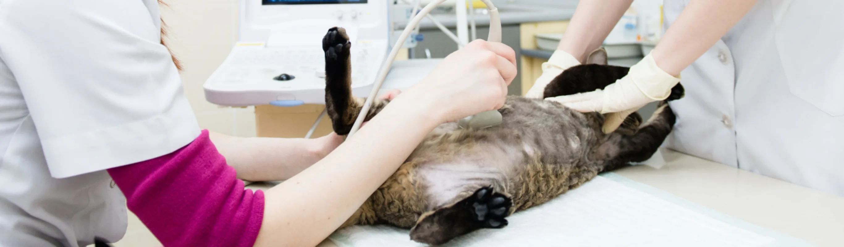 Ultrasound on a Cat Ultrasound on a Cat