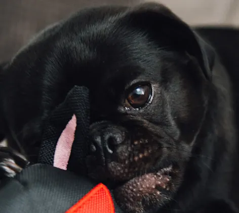 black dog laying on carpet with stuffed animal black dog laying on carpet with stuffed animal