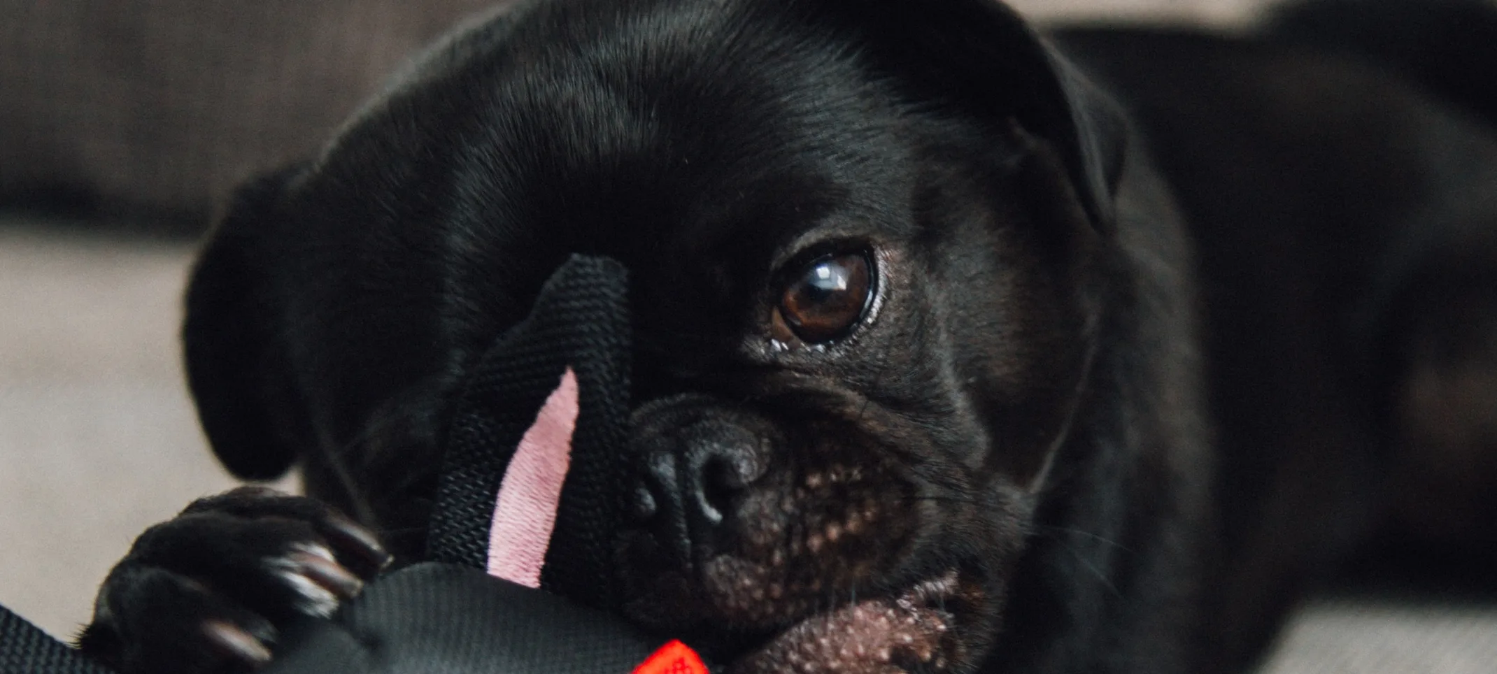 black dog laying on carpet with stuffed animal