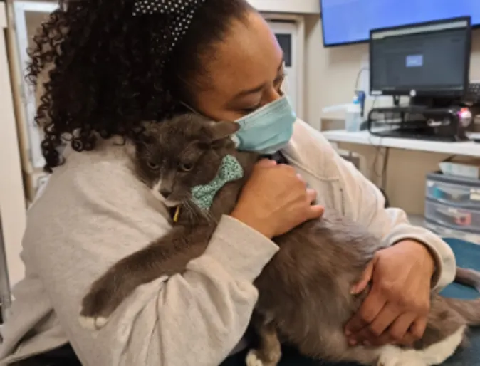Veterinarian Hugging a Gray Cat at SAGE Veterinary Center Veterinarian Hugging a Gray Cat at SAGE Veterinary Center
