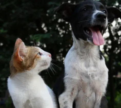 Cat looking at dog Cat looking at dog