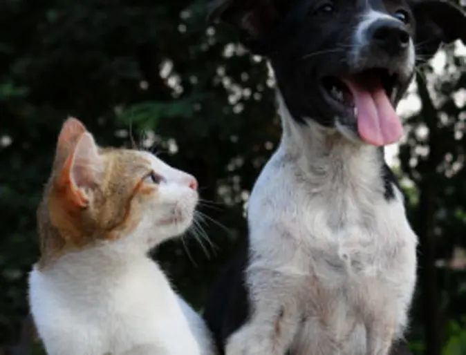 Cat looking at dog Cat looking at dog