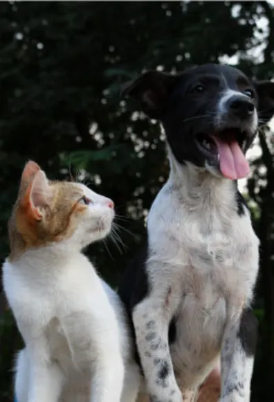 Cat looking at dog