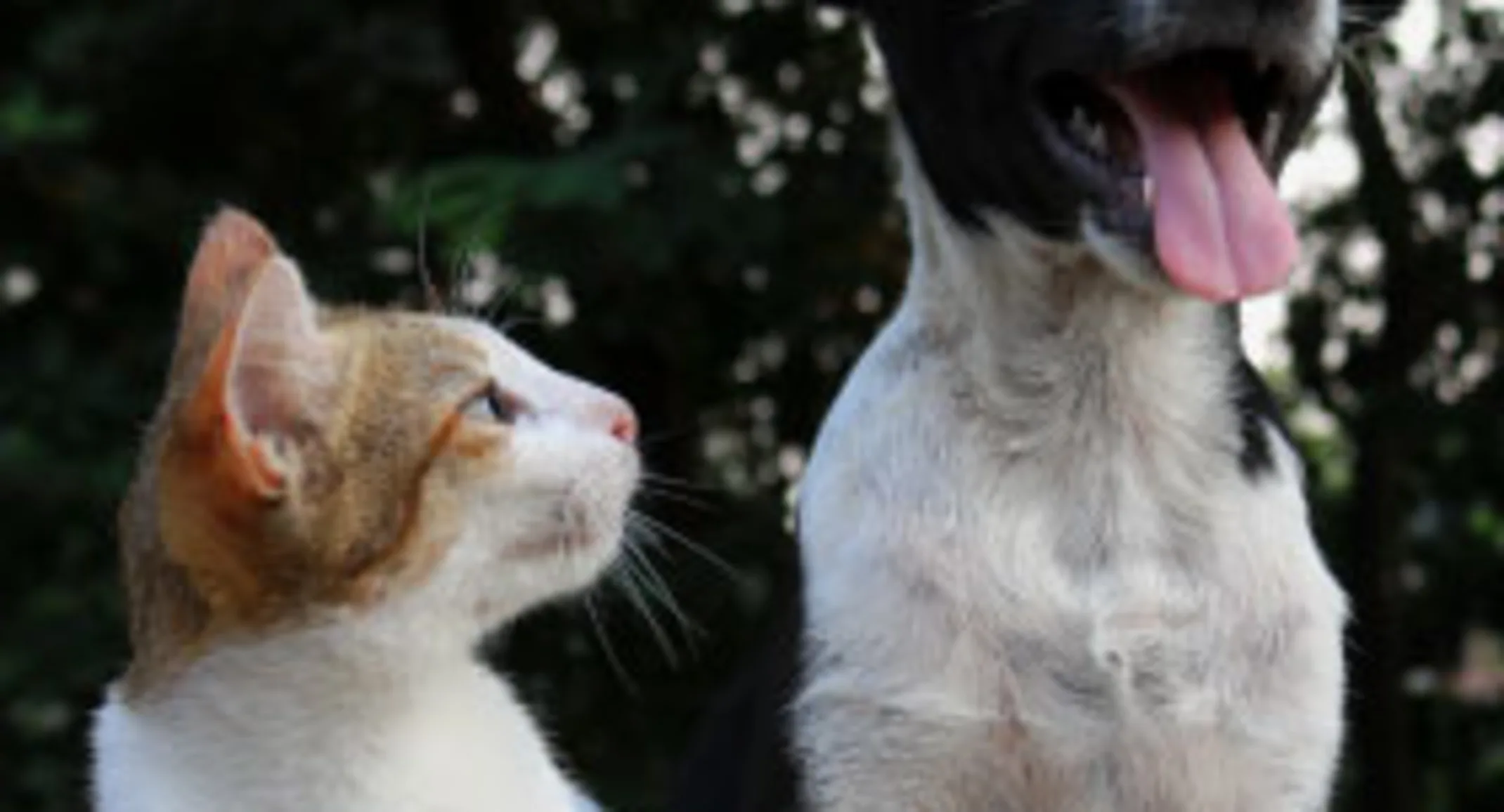 Cat looking at dog Cat looking at dog