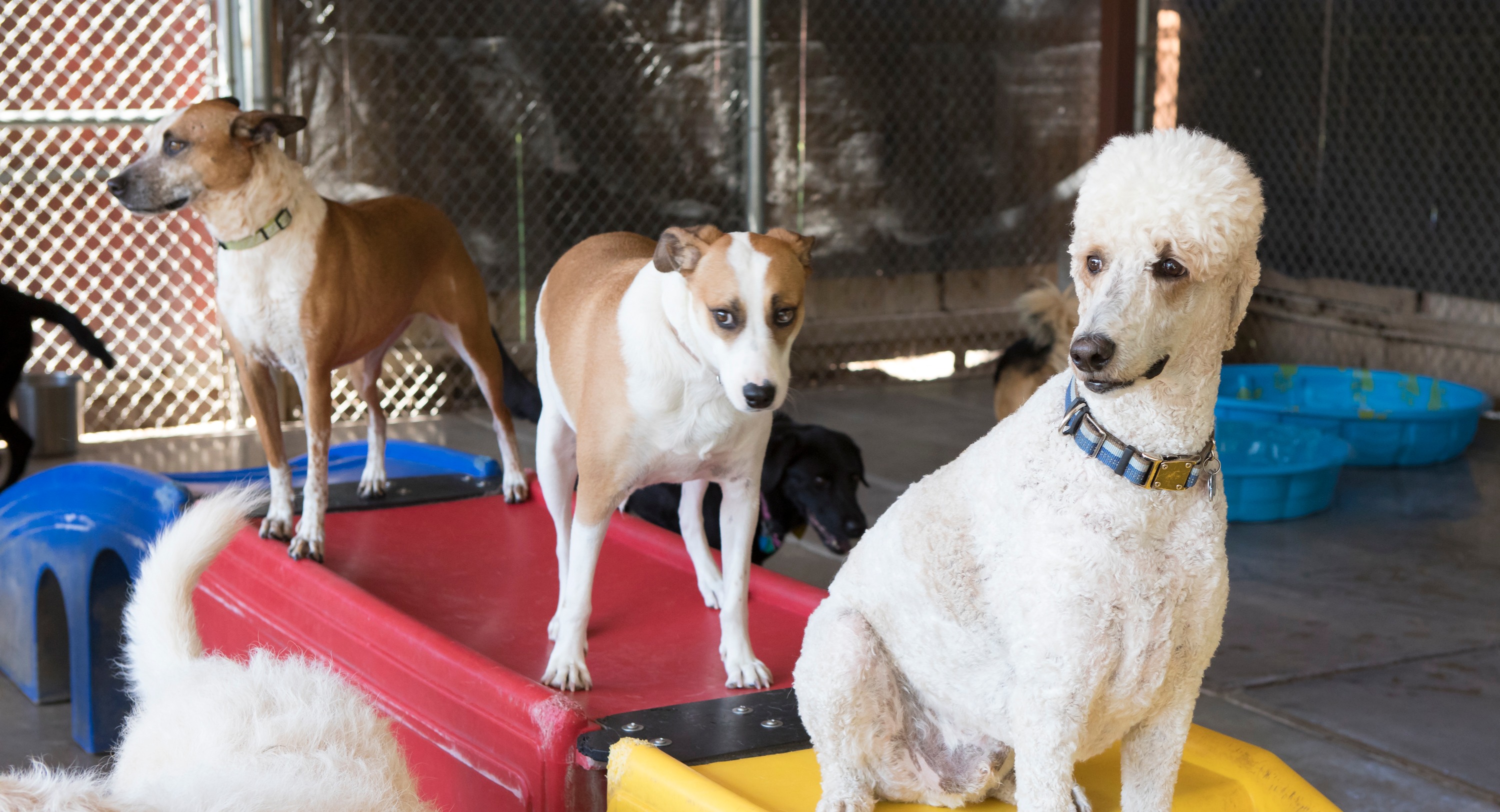 Dogs playing on play area