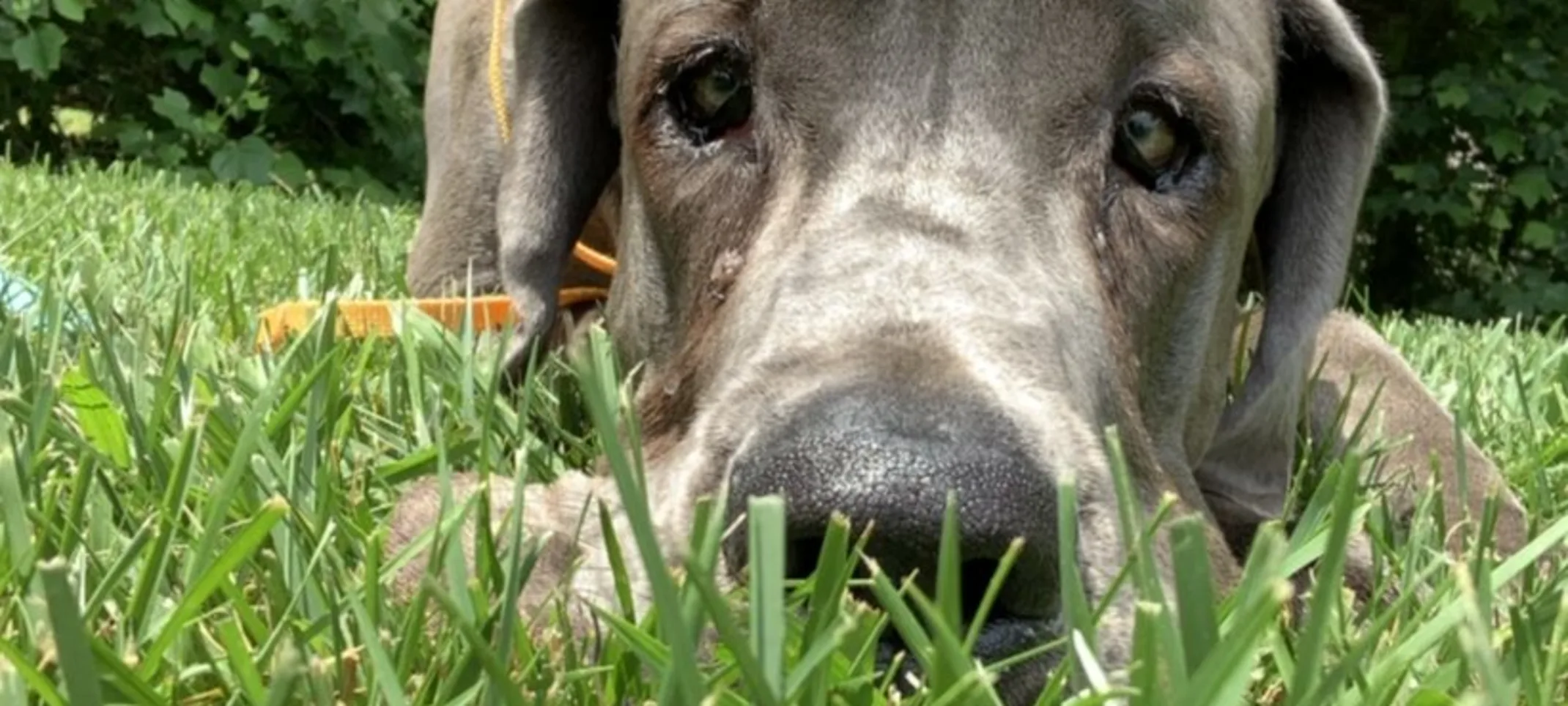 Liza G the dog. Liza G the dog.