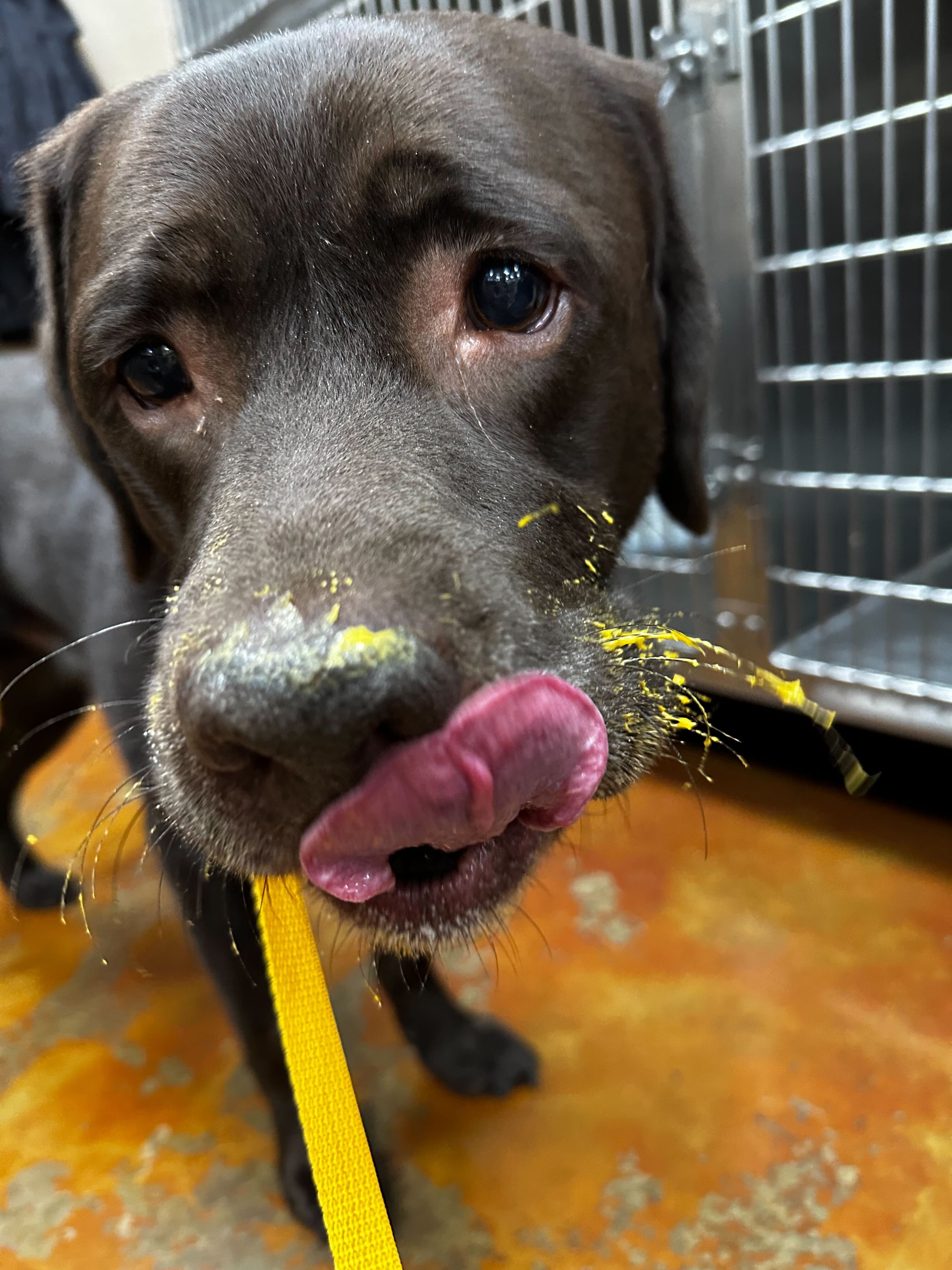 A dog with cheese in its whiskers
