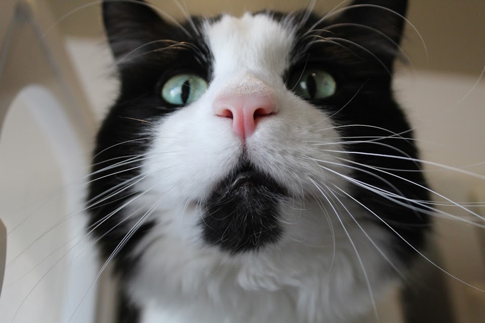 Black & White Cat Zoomed-In Face at Sunrise Pet Lodge